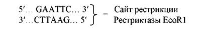Системы рестрикции и модификации бактериальной клетки - student2.ru