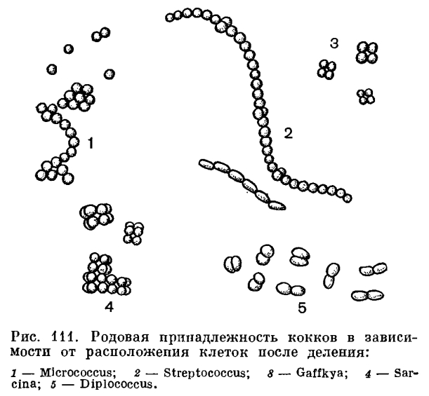 Сканирующая (растровая) электронная микроскопия - РЭМ - student2.ru