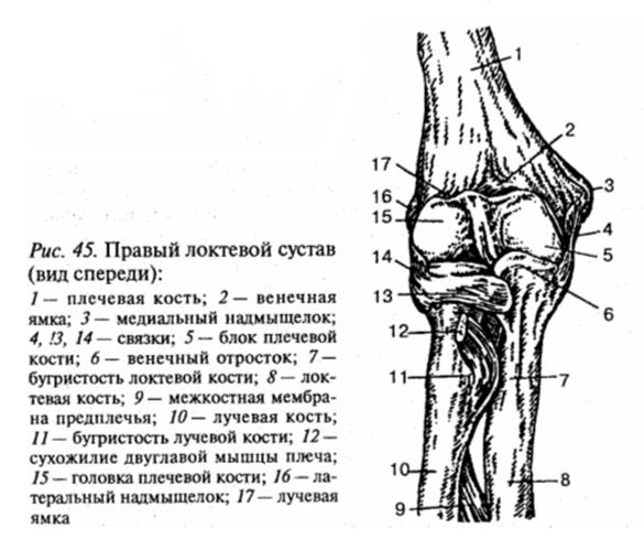 Скелет конечностей - student2.ru