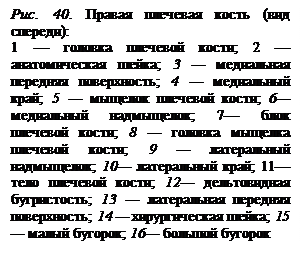 Скелет конечностей - student2.ru