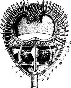 Скелет руки, 2 — замочная пластинка, 3 — ямка зам­ка, 4 — отпечатки мускулов, закрывающих и открываю­щих раковину, 5 — зубец замка, 6 — отверстие для сте­белька - student2.ru