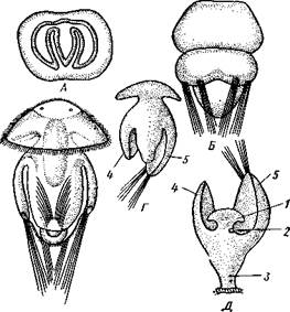 Скелет руки, 2 — замочная пластинка, 3 — ямка зам­ка, 4 — отпечатки мускулов, закрывающих и открываю­щих раковину, 5 — зубец замка, 6 — отверстие для сте­белька - student2.ru