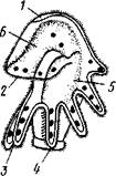 Скелет руки, 2 — замочная пластинка, 3 — ямка зам­ка, 4 — отпечатки мускулов, закрывающих и открываю­щих раковину, 5 — зубец замка, 6 — отверстие для сте­белька - student2.ru