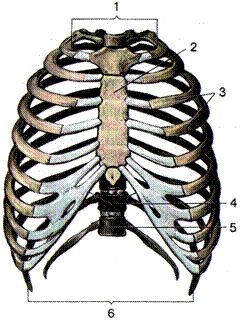 скелет туловища - student2.ru