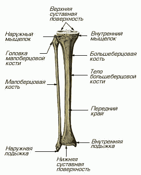 скелет туловища и верхних и нижних конечностей. - student2.ru