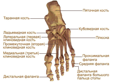 скелет туловища и верхних и нижних конечностей. - student2.ru