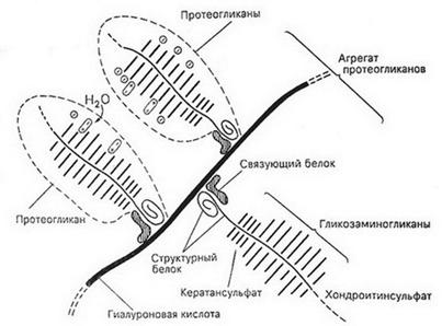 СКЕЛЕТНЫЕ СОЕДИНИТЕЛЬНЫЕ ТКАНИ (хрящевые и костные ткани) - student2.ru