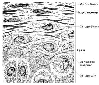 СКЕЛЕТНЫЕ СОЕДИНИТЕЛЬНЫЕ ТКАНИ (хрящевые и костные ткани) - student2.ru