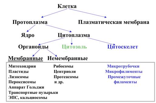 Схема 1-1. Основные органеллы эукариотических клеток - student2.ru