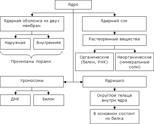 Схема 1-1. Основные органеллы эукариотических клеток - student2.ru