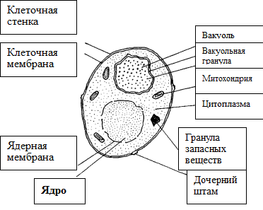 Схема 1-1. Основные органеллы эукариотических клеток - student2.ru