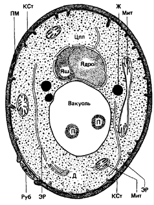 Схема 1-1. Основные органеллы эукариотических клеток - student2.ru