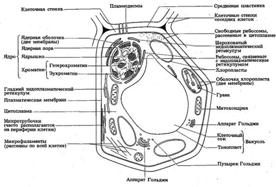 Схема 1-1. Основные органеллы эукариотических клеток - student2.ru