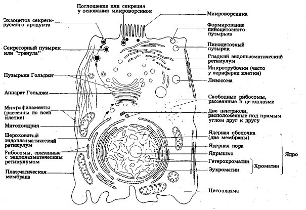 Схема 1-1. Основные органеллы эукариотических клеток - student2.ru