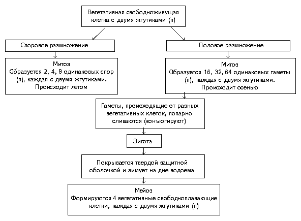 Схема 1. Цикл развития хламидомонады - student2.ru