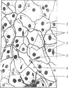 Схема 1. Морфологічна класифікація епітеліїв - student2.ru