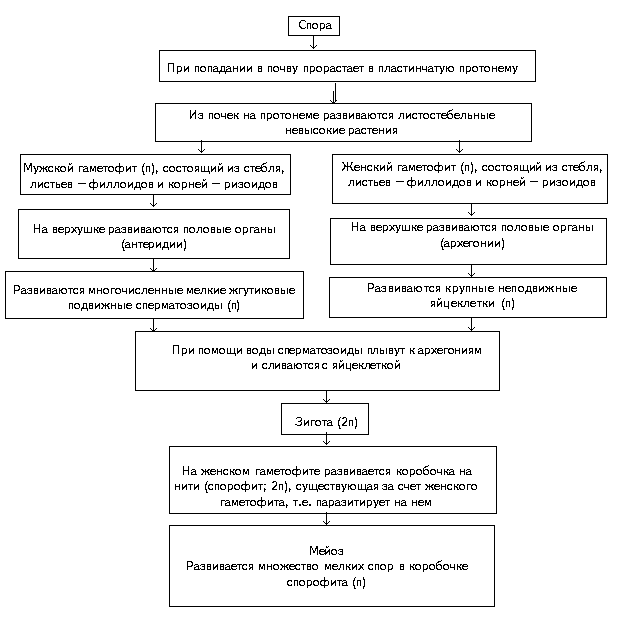 Схема 2. Цикл развития зеленого мха - student2.ru