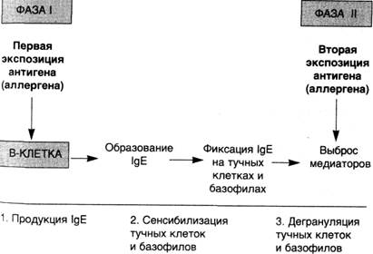 Схема 25. Реакции гиперчувствительности I типа — анафилактические реакции - student2.ru