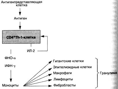 Схема 29. Реакции гиперчувствительности IV типа — гиперчувствительность замедленного типа - student2.ru