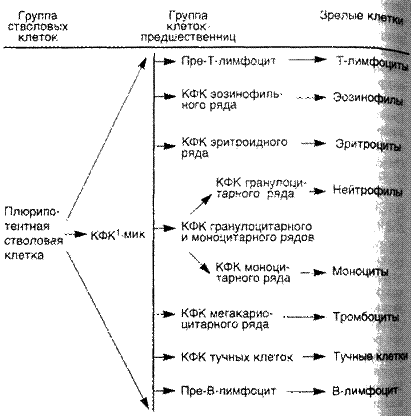 Схема 34. Структура гемопоэтической системы - student2.ru