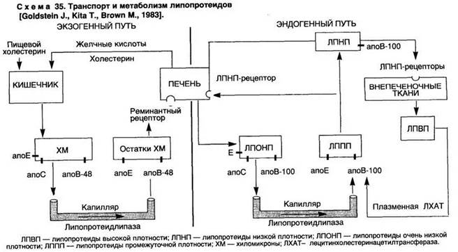 Схема 34. Структура гемопоэтической системы - student2.ru