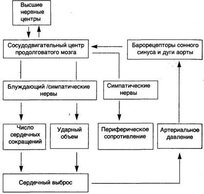 Схема 37. Контроль автономной нервной системы за уровнем артериального давления - student2.ru