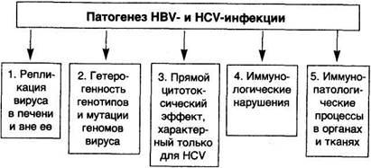 Схема 44. Патогенез HBV- и HCV-инфекции - student2.ru