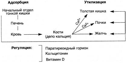 Схема 9. Обмен кальция в организме - student2.ru
