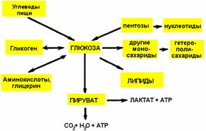 Схема использования глюкозы в организме - student2.ru