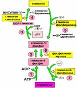 Схема использования глюкозы в организме - student2.ru