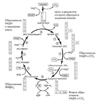 Схема использования глюкозы в организме - student2.ru