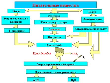 Схема использования глюкозы в организме - student2.ru