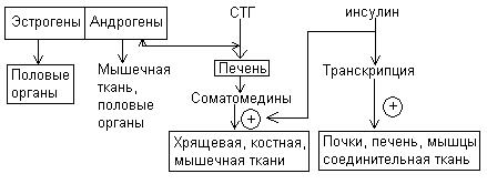 Схема регуляции обмена белков - student2.ru