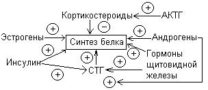 Схема регуляции обмена белков - student2.ru