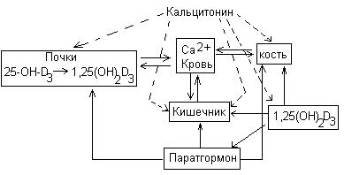 Схема регуляции обмена белков - student2.ru