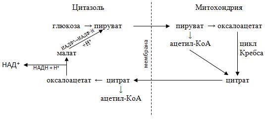 Схема синтеза белка на рибосомах - student2.ru