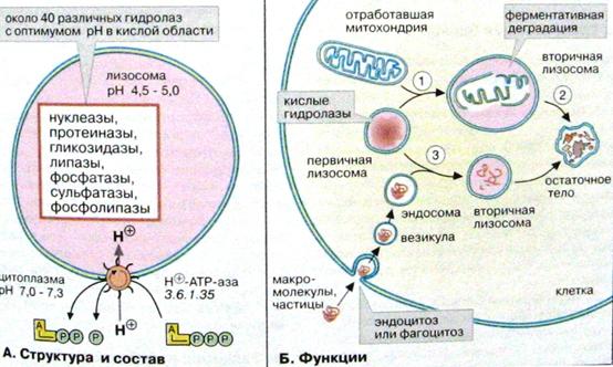 Схема синтеза белка на рибосомах гранулярной эндоплазматической сети. - student2.ru