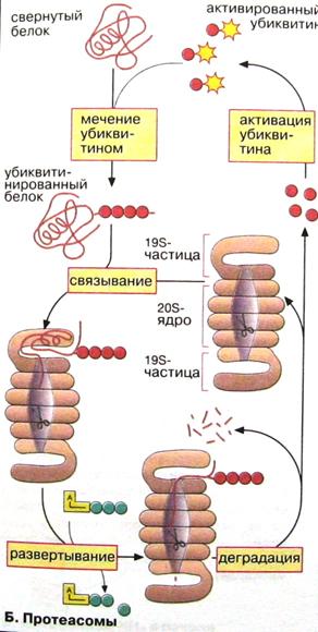 Схема синтеза белка на рибосомах гранулярной эндоплазматической сети. - student2.ru