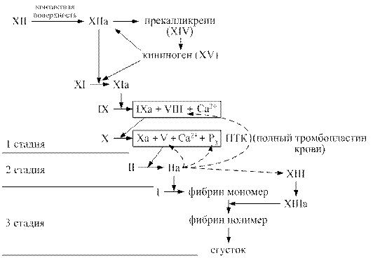 Схема свёртывания крови - student2.ru