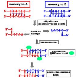 Схема типичного эксперимента по клонированию ДНК. Общие принципы конструирования рекомбинантных молекул ДНК - student2.ru