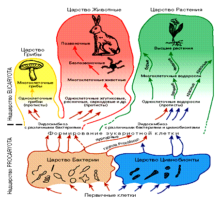 Схема эволюции органического мира согласно теории симбиогенеза - student2.ru