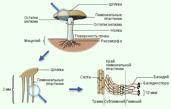 Сходство Грибов с растениями и животными. - student2.ru