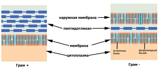 Сходство Грибов с растениями и животными. - student2.ru