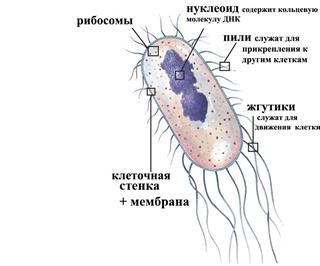 Сходство Грибов с растениями и животными. - student2.ru