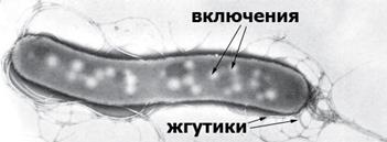 Сходство Грибов с растениями и животными. - student2.ru