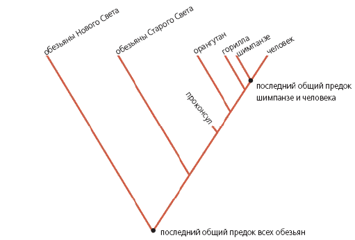 Сходство строения и поведения часто свидетельствует о происхождении от общего предка - student2.ru