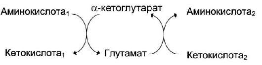 Сначала должен образоваться глутамат и потом уже новая аминокислота - student2.ru