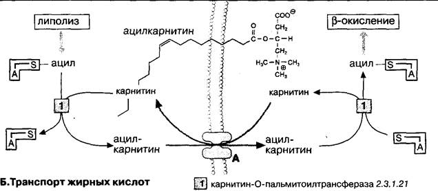 Собственно β-окисление жирных кислот - student2.ru