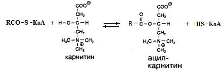 Собственно β-окисление жирных кислот - student2.ru