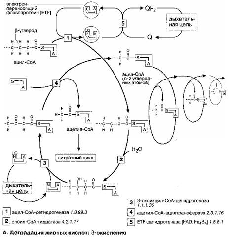 Собственно β-окисление жирных кислот - student2.ru